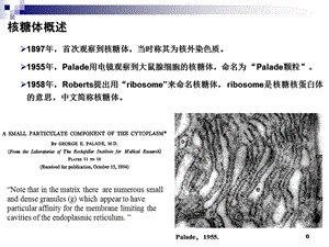 核糖体线粒体课件.pptx