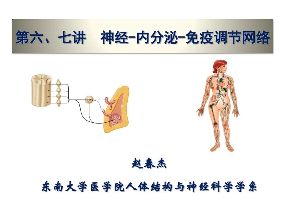 神经内分泌与免疫调节网络课件.ppt_第1页