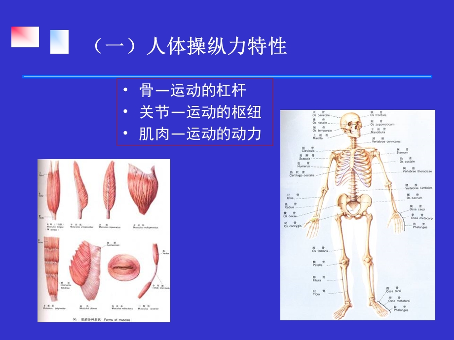 第三章第三节人体生物力学特性=安全人机工程学课件.ppt_第3页