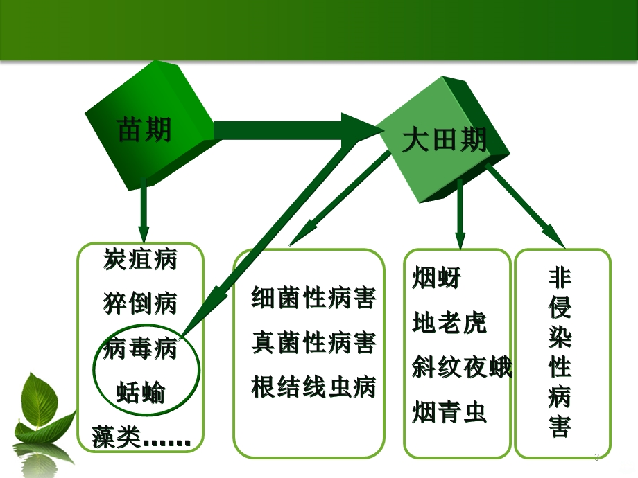 烟草病虫害鉴定及防治课件.ppt_第3页