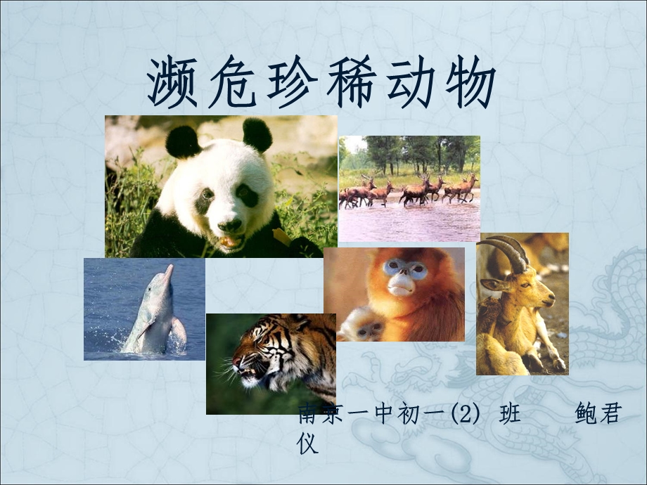 濒危动物课件.ppt_第1页