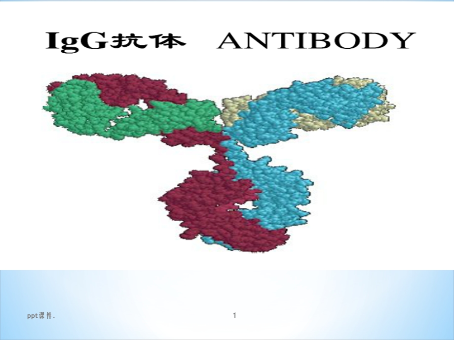 IgG抗体分子结构课件.pptx_第1页