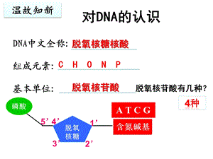 DNA分子的结构公开课课件.ppt