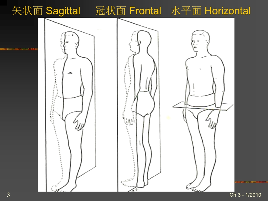 PT入职培训3解剖学与人体运动学课件.ppt_第3页