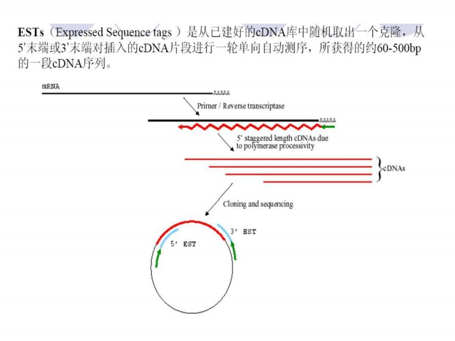 EST-表达序列标签_-课件.ppt_第3页