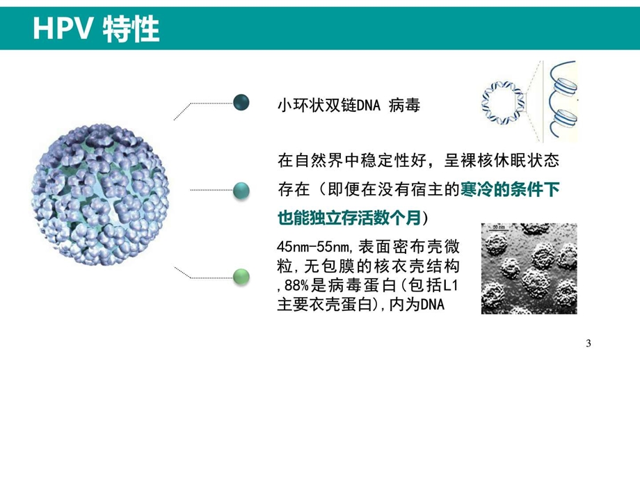 HPV感染与临床防治妇科左宏玲课件.ppt_第3页