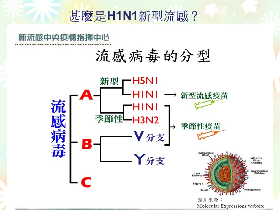 H1N1新型流感的认识与预防(教学篇)课件.ppt_第2页