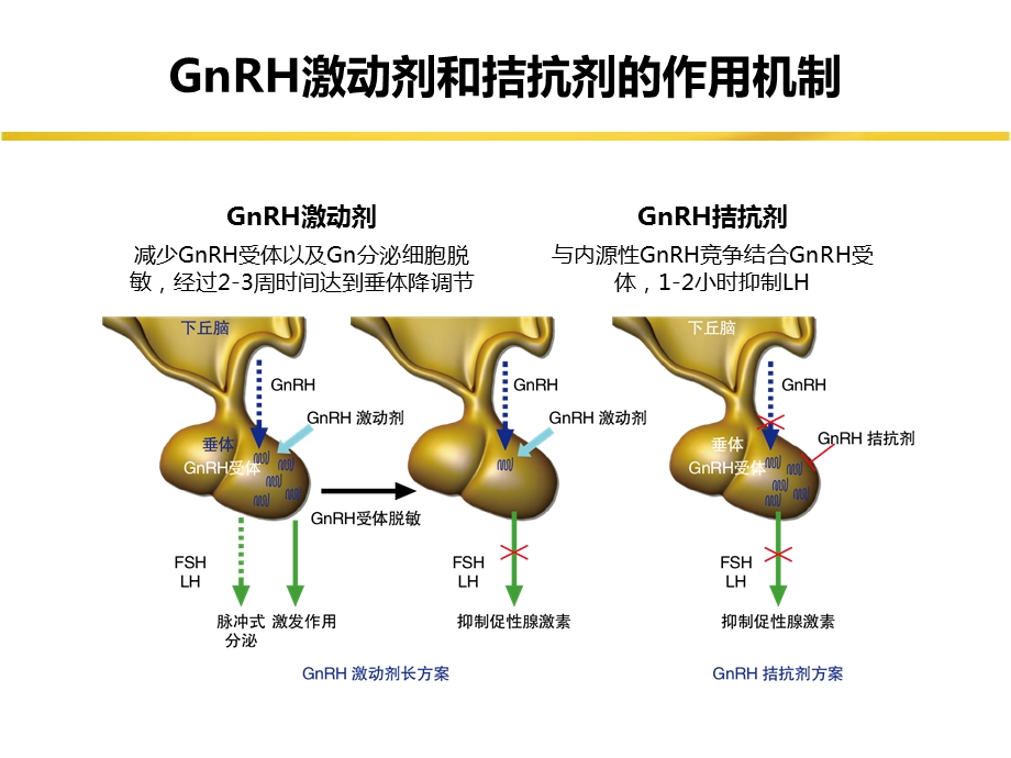 GnRH拮抗剂方案共识--课件.pptx_第3页