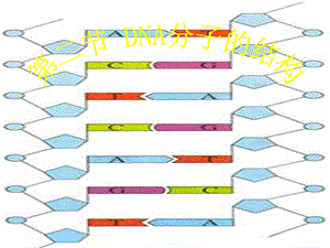 DNA分子的结构总结课件.ppt