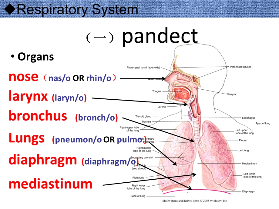 pneumonia呼吸系统肺炎全英文-课件.ppt_第2页