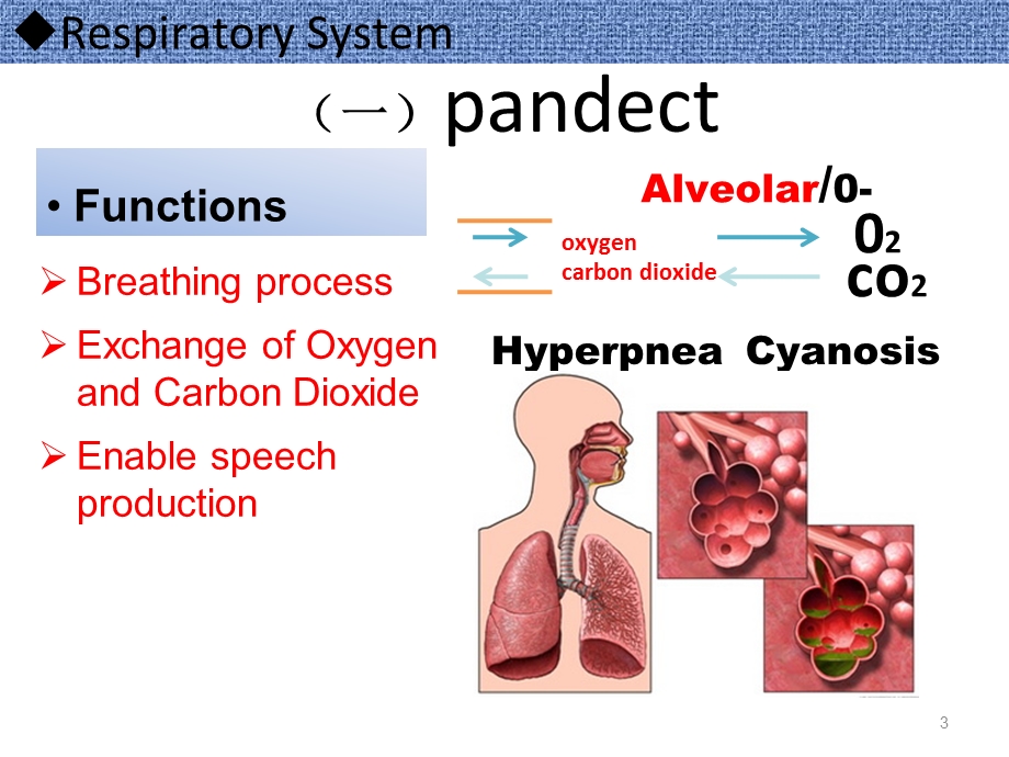 pneumonia呼吸系统肺炎全英文-课件.ppt_第3页