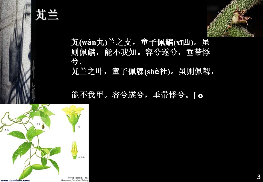 能不我知容兮遂兮垂带悸兮诗经芄兰课件.ppt_第3页