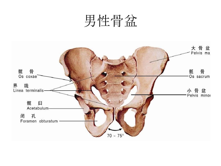 骨盆骨折的护理查房城课件.ppt_第3页