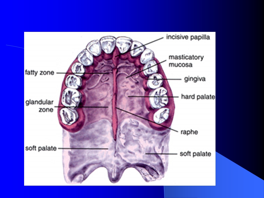 腭部解剖课件.ppt_第2页