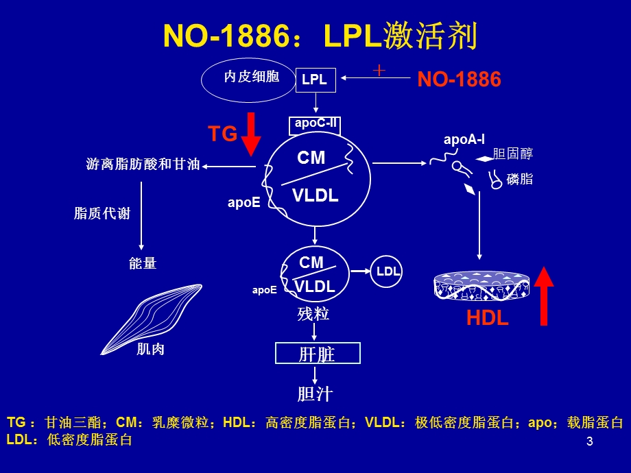 调节胆固醇逆转运相关基因抑制动脉粥样硬化的作用课件.ppt_第3页