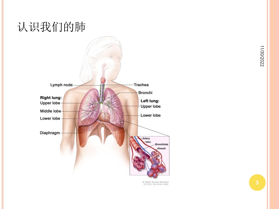 非小细胞肺癌的诊断与治疗课件.ppt_第3页