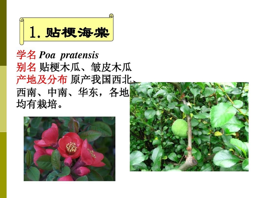 蔷薇科植物分类资料课件.ppt_第2页