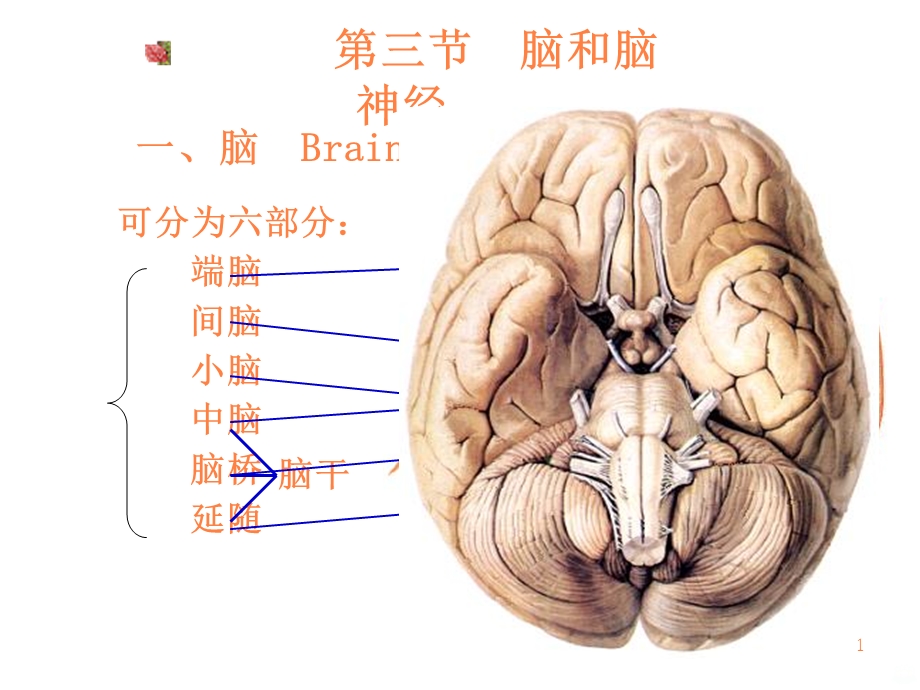 脑脑神经课件.ppt_第1页