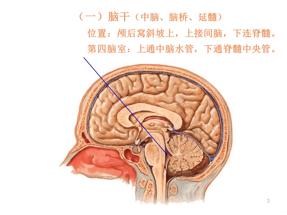 脑脑神经课件.ppt_第3页