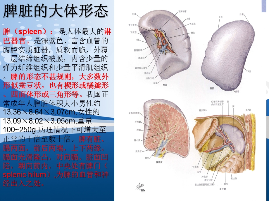 脾脏的应用解剖以及脾切除术课件.pptx_第2页