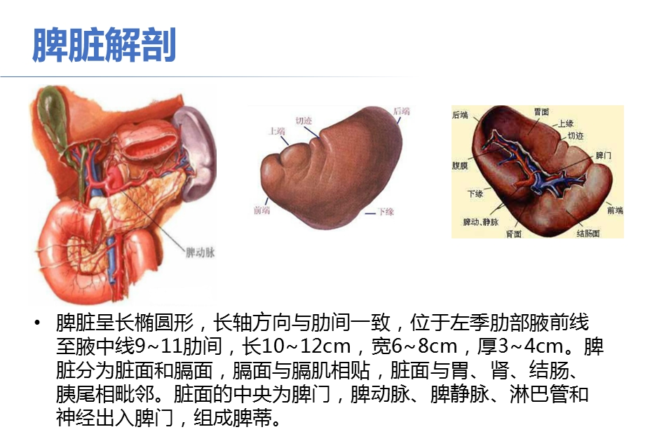 脾脏疾病的超声诊断课件.pptx_第2页