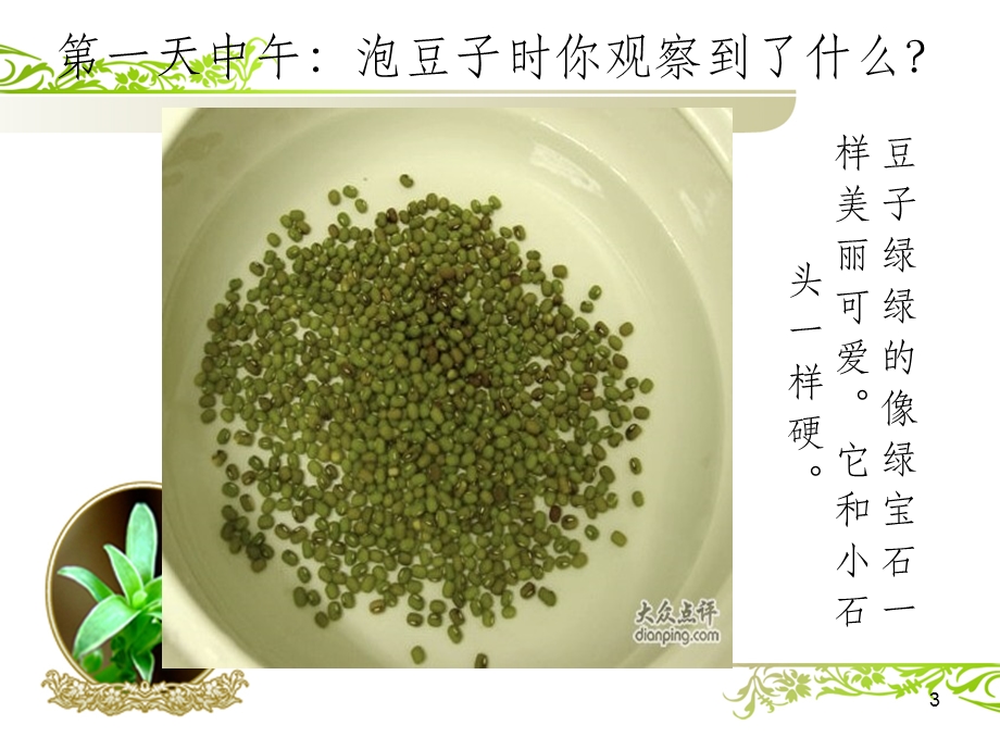 绿豆芽观察日记课件.ppt_第3页