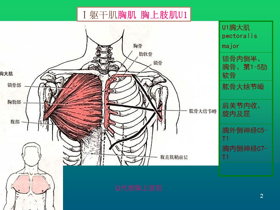 肌肉拉伸ppt课件.ppt_第2页