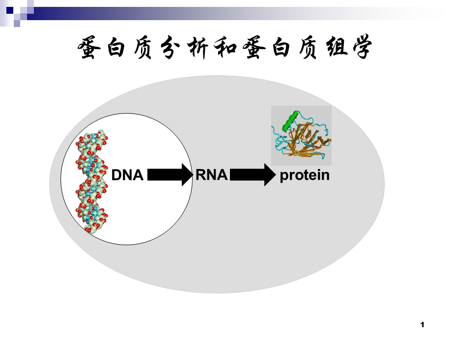 蛋白质分析和蛋白质组学课件.ppt_第1页