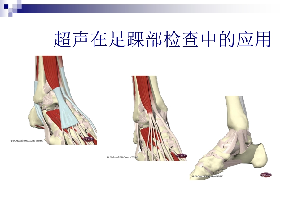 超声在足踝部检查中的应用PPT课件.ppt_第1页