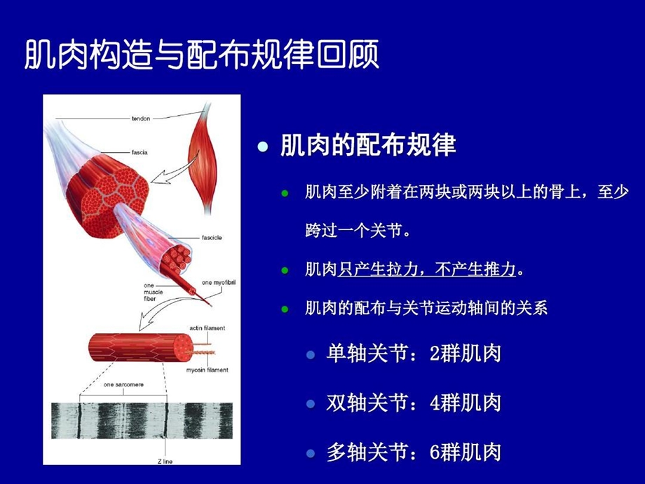 肌肉结构与运动功能关系的解剖学讨论课件.ppt_第2页