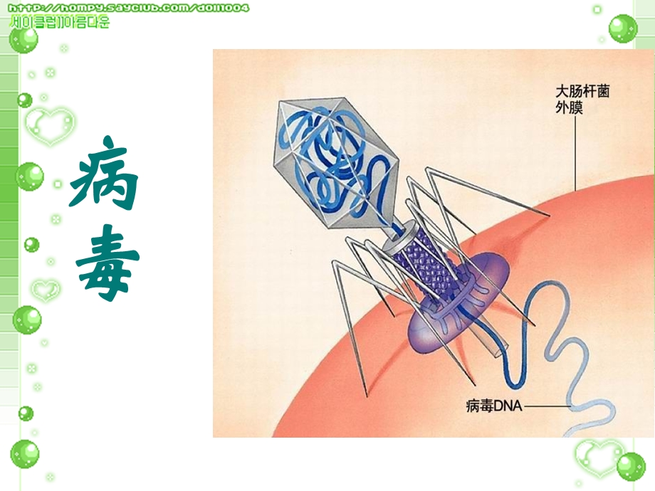 七年级生物生物圈中的微生物(病毒、细菌、真菌)ppt课件.ppt_第3页