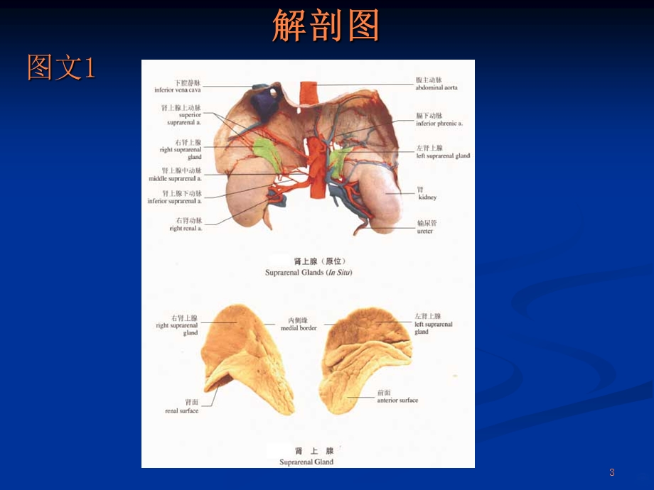 肾上腺的解剖课件.ppt_第3页