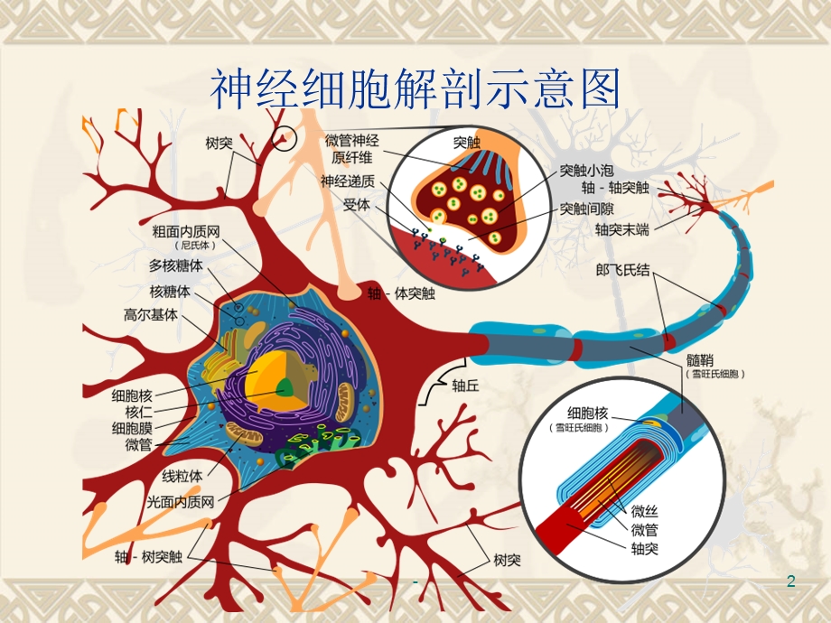 脑弥漫性轴索损伤课件.ppt_第2页