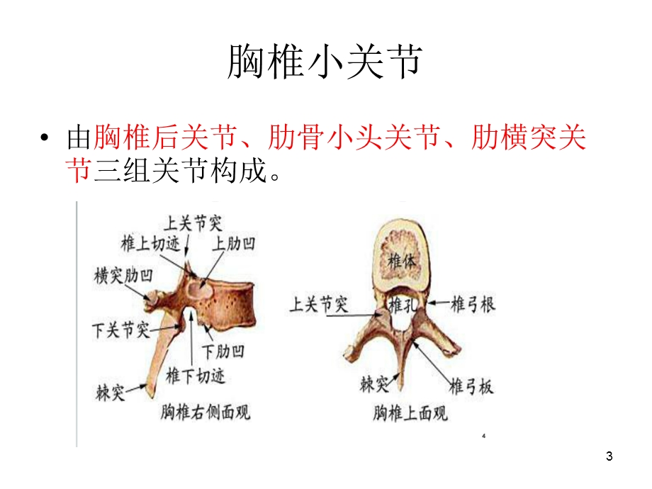 胸椎小关节紊乱课件.ppt_第3页