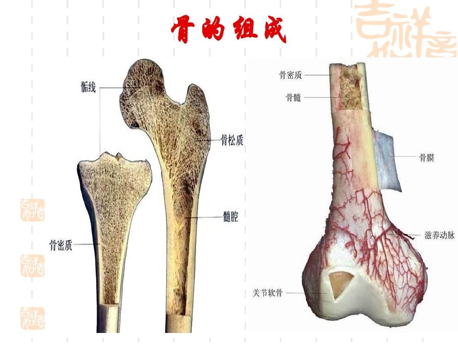 骨科护理实习讲课课件.ppt_第2页