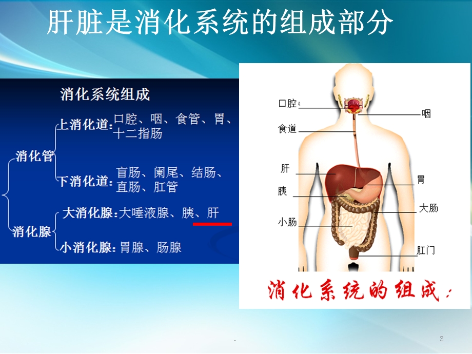 肝脏解剖及功能课件.ppt_第3页