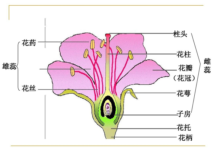 食品原料学果蔬总结课件.ppt_第2页