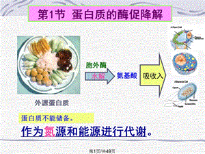 蛋白质酶促降解和氨基酸代谢课件.pptx