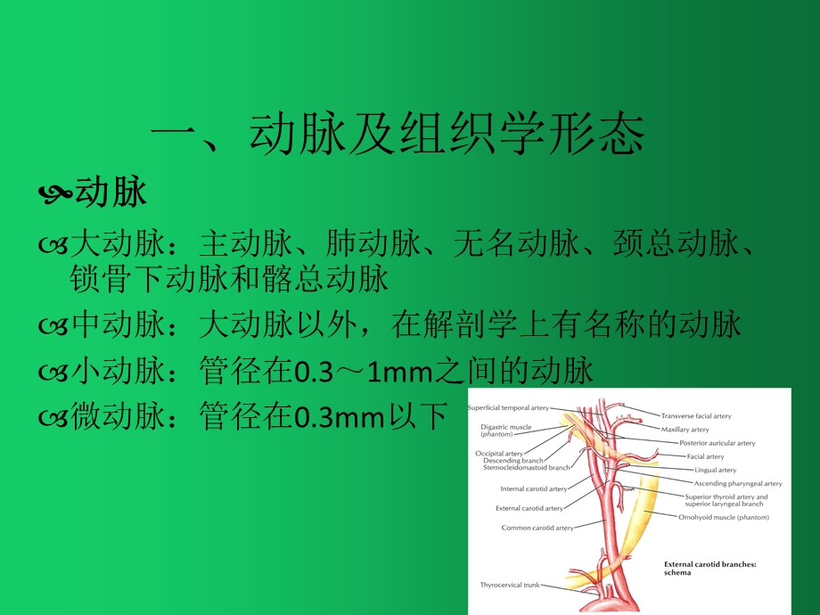 颈动脉斑块的病理表现课件.ppt_第2页