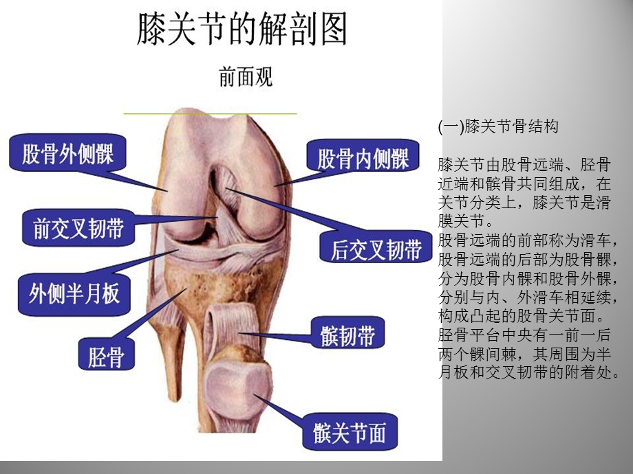 膝关节解剖及关节镜手术课件.ppt_第3页