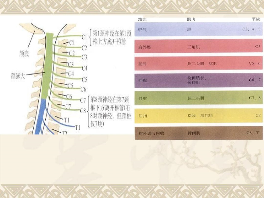 颈椎骨折脱位诊断与治疗课件.ppt_第3页