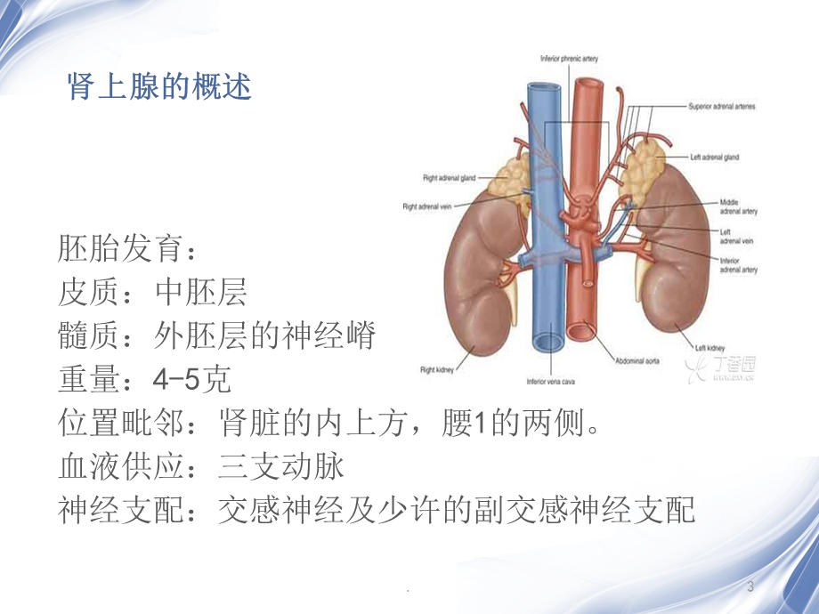 肾上腺肿瘤CT课件.ppt_第3页