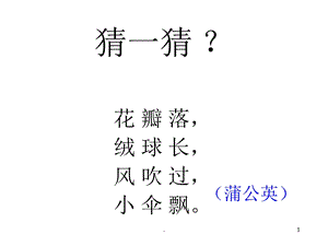 蒲公英课件.ppt