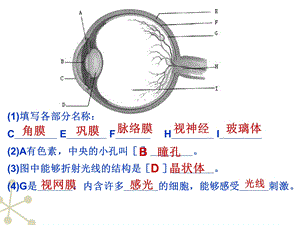 七下生物神经系统的组成课件.ppt