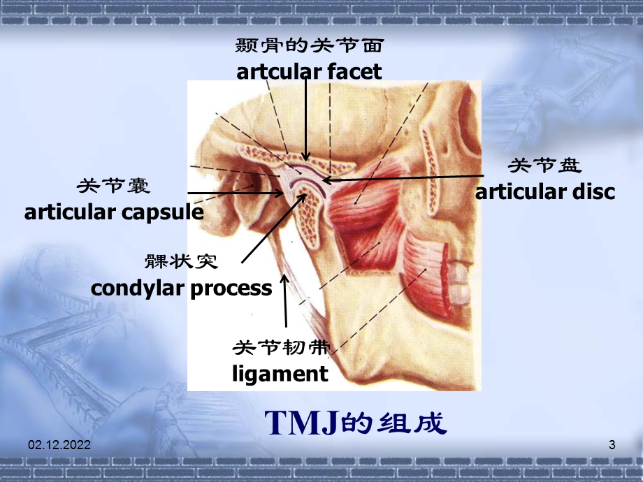 颞下颌关节课件.ppt_第3页