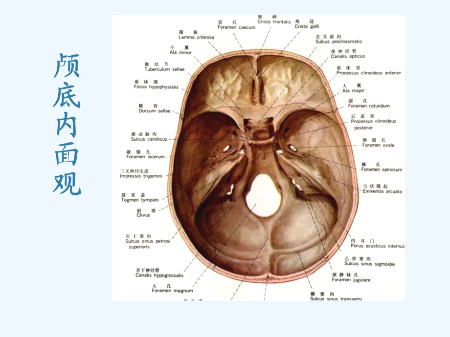 颅底结构影像解剖及病变分析课件.ppt_第3页