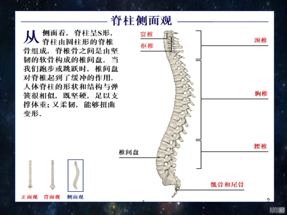 颈椎肩周保养课件.pptx_第2页