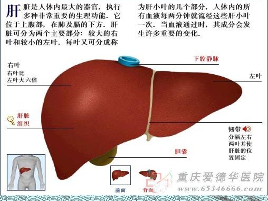 肝损伤课件.ppt_第3页