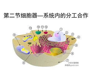 《细胞器——系统内的分工合作》最佳一轮复习汇总课件.ppt