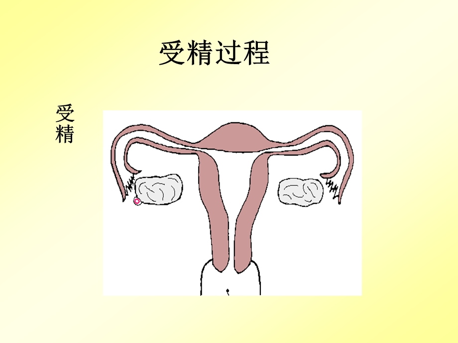 七下 生物圈中的人复习上课用课件.ppt_第1页